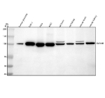Western blot analysis of GANAB using anti-GANAB antibody. Lane 1: human placenta tissue lysates, Lane 2: human THP-1 whole cell lysates, Lane 3: human Hela whole cell lysates, Lane 4: human whole cell lysates, Lane 5: rat brain tissue lysates, Lane 6: rat kidney tissue lysates, Lane 7: mouse brain tissue lysates, Lane 8: mouse kidney tissue lysates. After electrophoresis, proteins were transferred to a nitrocellulose membrane at 150 mA for 50-90 minutes. Blocked the membrane with 5% non-fat milk/TBS for 1.5 hour at RT. The membrane was incubated with rabbit anti-GANAB antibody at 0.25 ug/ml overnight at 4oC, then washed with TBS-0.1%Tween 3 times with 5 minutes each and probed with a goat anti-rabbit IgG-HRP secondary antibody at a dilution of 1:5000 for 1.5 hour at RT. The signal was developed using enhanced chemiluminescent. The expected band size for GANAB is at 107 kDa.