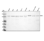 Western blot analysis of MASTL using anti-MASTL antibody. Lane 1: human HepG2 whole cell lysates, Lane 2: human 293T whole cell lysates, Lane 3: human Hela whole cell lysates, Lane 4: human MCF-7 whole cell lysates, Lane 5: rat testis tissue lysates, Lane 6: rat C6 whole cell lysates, Lane 7: mouse testis tissue lysates, Lane 8: mouse NIH/3T3 whole cell lysates. After electrophoresis, proteins were transferred to a nitrocellulose membrane at 150 mA for 50-90 minutes. Blocked the membrane with 5% non-fat milk/TBS for 1.5 hour at RT. The membrane was incubated with rabbit anti-MASTL antibody at 0.5 ug/ml overnight at 4oC, then washed with TBS-0.1%Tween 3 times with 5 minutes each and probed with a goat anti-rabbit IgG-HRP secondary antibody at a dilution of 1:5000 for 1.5 hour at RT. The signal was developed using enhanced chemiluminescent. The expected band size for MASTL is at 96 kDa but it is commonly observed at 105-115 kDa due to phosphorylation.