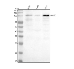 Western blot analysis of MASTL using anti-MASTL antibody. Lane 1: human U2OS whole cell lysates, Lane 2: human whole cell lysates, Lane 3: human SIHA whole cell lysates. After electrophoresis, proteins were transferred to a nitrocellulose membrane at 150 mA for 50-90 minutes. Blocked the membrane with 5% non-fat milk/TBS for 1.5 hour at RT. The membrane was incubated with rabbit anti-MASTL antibody at 0.5 ug/ml overnight at 4oC, then washed with TBS-0.1%Tween 3 times with 5 minutes each and probed with a goat anti-rabbit IgG-HRP secondary antibody at a dilution of 1:5000 for 1.5 hour at RT. The signal was developed using enhanced chemiluminescent. The expected band size for MASTL is at 96 kDa but it is commonly observed at 105-115 kDa due to phosphorylation.