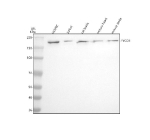Western blot analysis of FYCO1 using anti-FYCO1 antibody. Electrophoresis was performed on a 8% SDS-PAGE gel at 80V (Stacking gel) / 120V (Resolving gel) for 2 hours. Lane 1: human HUVEC whole cell lysates, Lane 2: human Jurkat whole cell lysates, Lane 3: rat testis tissue lysates, Lane 4: mouse heart tissue lysates, Lane 5: mouse testis tissue lysates. After electrophoresis, proteins were transferred to a nitrocellulose membrane at 150 mA for 50-90 minutes. Blocked the membrane with 5% non-fat milk/TBS for 1.5 hour at RT. The membrane was incubated with rabbit anti-FYCO1 antibody at 0.5 ug/ml overnight at 4oC, then washed with TBS-0.1%Tween 3 times with 5 minutes each and probed with a goat anti-rabbit IgG-HRP secondary antibody at a dilution of 1:5000 for 1.5 hour at RT. The signal was developed using an ECL Plus Western Blotting Substrate. A specific band was detected for FYCO1 at approximately 167 kDa. The expected band size for FYCO1 is at 167 kDa.