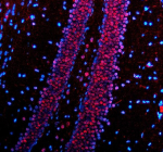 Immunofluorescent staining of PABPN1 using anti-PABPN1 antibody (red). PABPN1 was detected in a paraffin-embedded section of mouse brain tissue. Heat mediated antigen retrieval was performed in EDTA buffer (pH 8.0, epitope retrieval solution). The tissue section was blocked with 10% goat serum. The tissue section was then incubated with 5 ug/ml rabbit anti-PABPN1 antibody overnight at 4oC. Cy3 Conjugated Goat Anti-Rabbit IgG was used as secondary antibody at 1:500 dilution and incubated for 30 minutes at 37oC. The section was counterstained with DAPI (blue). Visualize using a fluorescence microscope and filter sets appropriate for the label used.