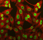 Immunofluorescent staining of PABPN1 using anti-PABPN1 antibody (green) and anti-Beta Tubulin antibody (red). PABPN1 was detected in an immunocytochemical section of HELA cells. Enzyme antigen retrieval was performed using IHC enzyme antigen retrieval reagent for 15 mins. The cells were blocked with 10% goat serum. And then incubated with 5 ug/ml rabbit anti-PABPN1 antibody and mouse anti-Beta Tubulin antibody overnight at 4oC. DyLight 488 Conjugated Goat Anti-Rabbit IgG and Cy3 Conjugated Goat Anti-Mouse IgG were used as secondary antibody at 1:500 dilution and incubated for 30 minutes at 37oC. Visualize using a fluorescence microscope and filter sets appropriate for the label used.