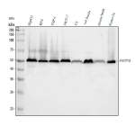 Western blot analysis of PABPN1 using anti-PABPN1 antibody. Electrophoresis was performed on a 10% SDS-PAGE gel at 80V (Stacking gel) / 120V (Resolving gel) for 2 hours. Lane 1: human HepG2 whole cell lysates, Lane 2: human RT4 whole cell lysates, Lane 3: human THP-1 whole cell lysates, Lane 4: human MCF-7 whole cell lysates, Lane 5: rat C6 whole cell lysates, Lane 6: rat brain tissue lysates, Lane 7: mouse brain tissue lysates, Lane 8: mouse Neuro-2a whole cell lysates. After electrophoresis, proteins were transferred to a nitrocellulose membrane at 150 mA for 50-90 minutes. Blocked the membrane with 5% non-fat milk/TBS for 1.5 hour at RT. The membrane was incubated with rabbit anti-PABPN1 antibody at 0.5 ug/ml overnight at 4oC, then washed with TBS-0.1%Tween 3 times with 5 minutes each and probed with a goat anti-rabbit IgG-HRP secondary antibody at a dilution of 1:5000 for 1.5 hour at RT. The signal was developed using an ECL Plus Western Blotting Substrate. The expected band size for PABPN1 is at 33 kDa but the protein is commonly observed at ~50 kDa due to its acidic, low-SDS-binding N-terminus and arginine-rich C-terminus.