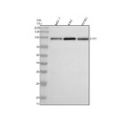 Western blot analysis of ELP2 using anti-ELP2 antibody. Electrophoresis was performed on a 10% SDS-PAGE gel at 80V (Stacking gel) / 120V (Resolving gel) for 2 hours. Lane 1: human MCF-7 whole cell lysates, Lane 2: human K562 whole cell lysates, Lane 3: human HUVEC whole cell lysates. After electrophoresis, proteins were transferred to a nitrocellulose membrane at 150 mA for 50-90 minutes. Blocked the membrane with 5% non-fat milk/TBS for 1.5 hour at RT. The membrane was incubated with rabbit anti-ELP2 antibody at 0.5 ug/ml overnight at 4oC, then washed with TBS-0.1%Tween 3 times with 5 minutes each and probed with a goat anti-rabbit IgG-HRP secondary antibody at a dilution of 1:5000 for 1.5 hour at RT. The signal was developed using an ECL Plus Western Blotting Substrate. A specific band was detected for ELP2 at approximately 93 kDa. The expected band size for ELP2 is at 93 kDa.