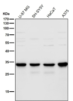 All lanes use the antibody at 1:4K dilution for 1 hour at room temperature. Predicted molecular weight ~32 kDa.