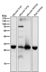 All lanes use the antibody at 1:4K dilution for 1 hour at room temperature. Predicted molecular weight ~32 kDa.