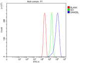 Flow cytometry testing of fixed and permeabilized human U251 cells with SAMD9L antibody at 1ug/million cells (blocked with goat sera); Red=cells alone, Green=isotype control, Blue= SAMD9L antibody.
