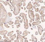 IHC analysis of SAMD9L using anti-SAMD9L antibody. SAMD9L was detected in a paraffin-embedded section of human placenta tissue. Heat mediated antigen retrieval was performed in EDTA buffer (pH 8.0, epitope retrieval solution). The tissue section was blocked with 10% goat serum. The tissue section was then incubated with 2 ug/ml rabbit anti-SAMD9L antibody overnight at 4oC. Peroxidase Conjugated Goat Anti-rabbit IgG was used as secondary antibody and incubated for 30 minutes at 37oC. The tissue section was developed using an HRP secondary and DAB substrate.