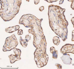 IHC analysis of SAMD9L using anti-SAMD9L antibody. SAMD9L was detected in a paraffin-embedded section of human placenta tissue. Heat mediated antigen retrieval was performed in EDTA buffer (pH 8.0, epitope retrieval solution). The tissue section was blocked with 10% goat serum. The tissue section was then incubated with 2 ug/ml rabbit anti-SAMD9L antibody overnight at 4oC. Peroxidase Conjugated Goat Anti-rabbit IgG was used as secondary antibody and incubated for 30 minutes at 37oC. The tissue section was developed using an HRP secondary and DAB substrate.