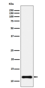 Western blot analysis of NDUFC2 expression in HeLa cell lysate using NDUFC2 antibody.