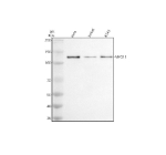 Western blot analysis of MYO1E using anti-MYO1E antibody. Electrophoresis was performed on a 8% SDS-PAGE gel at 80V (Stacking gel) / 120V (Resolving gel) for 2 hours. Lane 1: human Hela whole cell lysates, Lane 2: human Jurkat whole cell lysates, Lane 3: human whole cell lysates. After electrophoresis, proteins were transferred to a nitrocellulose membrane at 150 mA for 50-90 minutes. Blocked the membrane with 5% non-fat milk/TBS for 1.5 hour at RT. The membrane was incubated with rabbit anti-MYO1E antibody at 0.5 ug/ml overnight at 4oC, then washed with TBS-0.1%Tween 3 times with 5 minutes each and probed with a goat anti-rabbit IgG-HRP secondary antibody at a dilution of 1:5000 for 1.5 hour at RT. The signal was developed using an ECL Plus Western Blotting Substrate. A specific band was detected for MYO1E at approximately 127 kDa. The expected band size for MYO1E is at 127 kDa.