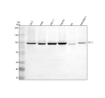 Western blot analysis of TAF5 using anti-TAF5 antibody. Electrophoresis was performed on a 8% SDS-PAGE gel at 80V (Stacking gel) / 120V (Resolving gel) for 2 hours. Lane 1: human 293T whole cell lysates, Lane 2: human Hela whole cell lysates, Lane 3: human MCF-7 whole cell lysates, Lane 4: human HepG2 whole cell lysates, Lane 5: rat C6 whole cell lysates, Lane 6: mouse RAW264.7 whole cell lysates. After electrophoresis, proteins were transferred to a nitrocellulose membrane at 150 mA for 50-90 minutes. Blocked the membrane with 5% non-fat milk/TBS for 1.5 hour at RT. The membrane was incubated with rabbit anti-TAF5 antibody at 0.5 ug/ml overnight at 4oC, then washed with TBS-0.1%Tween 3 times with 5 minutes each and probed with a goat anti-rabbit IgG-HRP secondary antibody at a dilution of 1:5000 for 1.5 hour at RT. The signal was developed using an ECL Plus Western Blotting Substrate. The expected band size for TAF5 is at ~89 kDa.