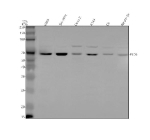 Western blot analysis of PLD5 using anti-PLD5 antibody. Lane 1: human U20S whole cell lysates, Lane 2: human SH-SY5Y whole cell lysates, Lane 3: human Caco-2 whole cell lysates, Lane 4: human whole cell lysates, Lane 5: rat C6 whole cell lysates, Lane 6: mouse Neoro-2a whole cell lysates. After electrophoresis, proteins were transferred to a nitrocellulose membrane at 150 mA for 50-90 minutes. Blocked the membrane with 5% non-fat milk/TBS for 1.5 hour at RT. The membrane was incubated with rabbit anti-PLD5 antibody at 0.5 ug/ml overnight at 4oC, then washed with TBS-0.1%Tween 3 times with 5 minutes each and probed with a goat anti-rabbit IgG-HRP secondary antibody at a dilution of 1:5000 for 1.5 hour at RT. The signal was developed using enhanced chemiluminescent. The expected band size for PLD5 is at 61/51/38/54 kDa (multiple isoforms) but can be observed at up to ~70 kDa due to glycosylation.