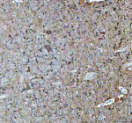 IHC analysis of PLD5 using anti-PLD5 antibody. PLD5 was detected in a paraffin-embedded section of mouse cerebellum tissue. Heat mediated antigen retrieval was performed in EDTA buffer (pH 8.0, epitope retrieval solution). The tissue section was blocked with 10% goat serum. The tissue section was then incubated with 2 ug/ml rabbit anti-PLD5 antibody overnight at 4oC. Peroxidase Conjugated Goat Anti-rabbit IgG was used as secondary antibody and incubated for 30 minutes at 37oC. The tissue section was developed using an HRP secondary and DAB substrate.
