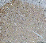 IHC analysis of PLD5 using anti-PLD5 antibody. PLD5 was detected in a paraffin-embedded section of rat cerebellum tissue. Heat mediated antigen retrieval was performed in EDTA buffer (pH 8.0, epitope retrieval solution). The tissue section was blocked with 10% goat serum. The tissue section was then incubated with 2 ug/ml rabbit anti-PLD5 antibody overnight at 4oC. Peroxidase Conjugated Goat Anti-rabbit IgG was used as secondary antibody and incubated for 30 minutes at 37oC. The tissue section was developed using an HRP secondary and DAB substrate.