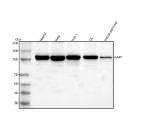Western blot analysis of GART using anti-GART antibody. Lane 1: human HepG2 whole cell lysates, Lane 2: human Hela whole cell lysates, Lane 3: human THP-1 whole cell lysates, Lane 4: rat C6 whole cell lysates, Lane 5: mouse pancreas tissue lysates. After electrophoresis, proteins were transferred to a nitrocellulose membrane at 150 mA for 50-90 minutes. Blocked the membrane with 5% non-fat milk/TBS for 1.5 hour at RT. The membrane was incubated with rabbit anti-GART antibody at 0.5 ug/ml overnight at 4oC, then washed with TBS-0.1%Tween 3 times with 5 minutes each and probed with a goat anti-rabbit IgG-HRP secondary antibody at a dilution of 1:5000 for 1.5 hour at RT. The signal was developed using enhanced chemiluminescent. A specific band was detected for GART at approximately 108 kDa. The expected band size for GART is at 108 kDa.