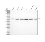 Western blot analysis of TTC34 using anti-TTC34 antibody. Lane 1: human Jurkat whole cell lysates, Lane 2: rat testis tissue lysates, Lane 3: rat PC-12 whole cell lysates, Lane 4: rat C6 whole cell lysates, Lane 5: mouse testis tissue lysates, Lane 6: mouse NIH/3T3 whole cell lysates. After electrophoresis, proteins were transferred to a nitrocellulose membrane at 150 mA for 50-90 minutes. Blocked the membrane with 5% non-fat milk/TBS for 1.5 hour at RT. The membrane was incubated with rabbit anti-TTC34 antibody at 0.5 ug/ml overnight at 4oC, then washed with TBS-0.1%Tween 3 times with 5 minutes each and probed with a goat anti-rabbit IgG-HRP secondary antibody at a dilution of 1:5000 for 1.5 hour at RT. The signal was developed using enhanced chemiluminescent. The expected band size for TTC34 is at 61 kDa but it is commonly observed at 48-55 kDa due the proteins TPR-repeat/highly acidic/low SDS-binding regions composition causing it to migrate faster in SDS-PAGE.