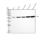 Western blot analysis of SCNM1 using anti-SCNM1 antibody. Lane 1: human THP-1 whole cell lysates, Lane 2: rat lung tissue lysates, Lane 3: rat stomach tissue lysates, Lane 4: mouse lung tissue lysates, Lane 5: mouse stomach tissue lysates. After electrophoresis, proteins were transferred to a nitrocellulose membrane at 150 mA for 50-90 minutes. Blocked the membrane with 5% non-fat milk/TBS for 1.5 hour at RT. The membrane was incubated with rabbit anti-SCNM1 antibody at 0.5 ug/ml overnight at 4oC, then washed with TBS-0.1%Tween 3 times with 5 minutes each and probed with a goat anti-rabbit IgG-HRP secondary antibody at a dilution of 1:5000 for 1.5 hour at RT. The signal was developed using enhanced chemiluminescent. A specific band was detected for SCNM1 at approximately 26 kDa. The expected band size for SCNM1 is at 26 kDa.