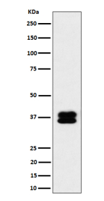 Western blot analysis of PCBP2 expression in HeLa cell lysate.