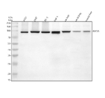 Western blot analysis of SEC63 using anti-SEC63 antibody. Electrophoresis was performed on a 10% SDS-PAGE gel at 80V (Stacking gel) / 120V (Resolving gel) for 2 hours. Lane 1: human whole cell lysates, Lane 2: human 293T whole cell lysates, Lane 3: human PC-3 whole cell lysates, Lane 4: human THP-1 whole cell lysates, Lane 5: rat liver tissue lysates, Lane 6: rat kidney tissue lysates, Lane 7: mouse liver tissue lysates. After electrophoresis, proteins were transferred to a nitrocellulose membrane at 150 mA for 50-90 minutes. Blocked the membrane with 5% non-fat milk/TBS for 1.5 hour at RT. The membrane was incubated with rabbit anti-SEC63 antibody at 0.5 ug/ml overnight at 4oC, then washed with TBS-0.1%Tween 3 times with 5 minutes each and probed with a goat anti-rabbit IgG-HRP secondary antibody at a dilution of 1:5000 for 1.5 hour at RT. The signal was developed using an ECL Plus Western Blotting Substrate. A specific band was detected for SEC63 at approximately 90 kDa. The expected band size for SEC63 is at 90 kDa.