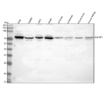 Western blot analysis of GALNT7 using anti-GALNT7 antibody. Lane 1: human Hela whole cell lysates, Lane 2: human HepG2 whole cell lysates, Lane 3: human whole cell lysates, Lane 4: human Hacat whole cell lysates, Lane 5: rat brain tissue lysates, Lane 6: rat kidney tissue lysates, Lane 7: mouse brain tissue lysates, Lane 8: mouse kidney tissue lysates. After electrophoresis, proteins were transferred to a nitrocellulose membrane at 150 mA for 50-90 minutes. Blocked the membrane with 5% non-fat milk/TBS for 1.5 hour at RT. The membrane was incubated with rabbit anti-GALNT7 antibody at 0.5 ug/ml overnight at 4oC, then washed with TBS-0.1%Tween 3 times with 5 minutes each and probed with a goat anti-rabbit IgG-HRP secondary antibody at a dilution of 1:5000 for 1.5 hour at RT. The signal was developed using enhanced chemiluminescent. A specific band was detected for GALNT7 at approximately 75 kDa. The expected band size for GALNT7 is at 75 kDa.