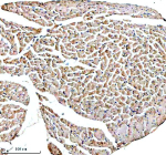 IHC analysis of PAM using anti-PAM antibody. PAM was detected in a paraffin-embedded section of mouse heart tissue. Heat mediated antigen retrieval was performed in EDTA buffer (pH 8.0, epitope retrieval solution). The tissue section was blocked with 10% goat serum. The tissue section was then incubated with 2 ug/ml rabbit anti-PAM antibody overnight at 4oC. Peroxidase Conjugated Goat Anti-rabbit IgG was used as secondary antibody and incubated for 30 minutes at 37oC. The tissue section was developed using an HRP secondary and DAB substrate.