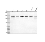 Western blot analysis of PAM using anti-PAM antibody. Electrophoresis was performed on a 8% SDS-PAGE gel at 80V (Stacking gel) / 120V (Resolving gel) for 2 hours. Lane 1: human U2OS whole cell lysates, Lane 2: human Hela whole cell lysates, Lane 3: human U251 whole cell lysates, Lane 4: human SIHA whole cell lysates, Lane 5: rat H9C2(2-1) whole cell lysates, Lane 6: mouse heart tissue lysates. After electrophoresis, proteins were transferred to a nitrocellulose membrane at 150 mA for 50-90 minutes. Blocked the membrane with 5% non-fat milk/TBS for 1.5 hour at RT. The membrane was incubated with rabbit anti-PAM antibody at 0.5 ug/ml overnight at 4oC, then washed with TBS-0.1%Tween 3 times with 5 minutes each and probed with a goat anti-rabbit IgG-HRP secondary antibody at a dilution of 1:5000 for 1.5 hour at RT. The signal was developed using an ECL Plus Western Blotting Substrate. The expected band size for PAM is at 108 kDa but is typically observed at 115â130 kDa (sometimes as a broad band or doublet) due to glycosylation.