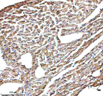 IHC analysis of PAM using anti-PAM antibody. PAM was detected in a paraffin-embedded section of rat heart tissue. Heat mediated antigen retrieval was performed in EDTA buffer (pH 8.0, epitope retrieval solution). The tissue section was blocked with 10% goat serum. The tissue section was then incubated with 2 ug/ml rabbit anti-PAM antibody overnight at 4oC. Peroxidase Conjugated Goat Anti-rabbit IgG was used as secondary antibody and incubated for 30 minutes at 37oC. The tissue section was developed using an HRP secondary and DAB substrate.