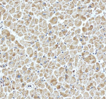 IHC analysis of PAM using anti-PAM antibody. PAM was detected in a paraffin-embedded section of human heart tissue. Heat mediated antigen retrieval was performed in EDTA buffer (pH 8.0, epitope retrieval solution). The tissue section was blocked with 10% goat serum. The tissue section was then incubated with 2 ug/ml rabbit anti-PAM antibody overnight at 4oC. Peroxidase Conjugated Goat Anti-rabbit IgG was used as secondary antibody and incubated for 30 minutes at 37oC. The tissue section was developed using an HRP secondary and DAB substrate.