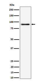 Western blot analysis of ACAP2 expression in 293 cell lysate using ACAP2 antibody.