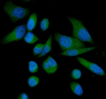 Immunofluorescent staining of CAMKK2 using anti-CAMKK2 antibody (green). CAMKK2 was detected in an immunocytochemical section of PC-3 cells. Enzyme antigen retrieval was performed using IHC enzyme antigen retrieval reagent for 15 mins. The cells were blocked with 10% goat serum. And then incubated with 5 ug/ml rabbit anti-CAMKK2 antibody overnight at 4oC. DyLight 488 Conjugated Goat Anti-Rabbit IgG was used as secondary antibody at 1:500 dilution and incubated for 30 minutes at 37oC. The section was counterstained with DAPI (blue). Visualize using a fluorescence microscope and filter sets appropriate for the label used.