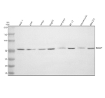 Western blot analysis of FBXW7 using anti-FBXW7 antibody. Electrophoresis was performed on a 8% SDS-PAGE gel at 80V (Stacking gel) / 120V (Resolving gel) for 2 hours. Lane 1: human MCF-7 whole cell lysates, Lane 2: human 293T whole cell lysates, Lane 3: human Jurkat whole cell lysates, Lane 4: human HepG2 whole cell lysates, Lane 5: rat brain tissue lysates, Lane 6: rat PC-12 whole cell lysates, Lane 7: mouse brain tissue lysates, Lane 8: mouse Nih/3T3 whole cell lysates. After electrophoresis, proteins were transferred to a nitrocellulose membrane at 150 mA for 50-90 minutes. Blocked the membrane with 5% non-fat milk/TBS for 1.5 hour at RT. The membrane was incubated with rabbit anti-FBXW7 antibody at 0.5 ug/ml overnight at 4oC, then washed with TBS-0.1%Tween 3 times with 5 minutes each and probed with a goat anti-rabbit IgG-HRP secondary antibody at a dilution of 1:5000 for 1.5 hour at RT. The signal was developed using an ECL Plus Western Blotting Substrate. A specific band was detected for FBXW7 at approximately 75 kDa. The expected band size for FBXW7 is at 75 kDa.