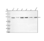 Western blot analysis of ODF2 using anti-ODF2 antibody. Electrophoresis was performed on a 8% SDS-PAGE gel at 80V (Stacking gel) / 120V (Resolving gel) for 2 hours. Lane 1: human MCF-7 whole cell lysates, Lane 2: human Hacat whole cell lysates, Lane 3: human K562 whole cell lysates, Lane 4: human Hela whole cell lysates, Lane 5: rat C6 whole cell lysates, Lane 6: mouse NIH/3T3 whole cell lysates. After electrophoresis, proteins were transferred to a nitrocellulose membrane at 150 mA for 50-90 minutes. Blocked the membrane with 5% non-fat milk/TBS for 1.5 hour at RT. The membrane was incubated with rabbit anti-ODF2 antibody at 0.5 ug/ml overnight at 4oC, then washed with TBS-0.1%Tween 3 times with 5 minutes each and probed with a goat anti-rabbit IgG-HRP secondary antibody at a dilution of 1:5000 for 1.5 hour at RT. The signal was developed using an ECL Plus Western Blotting Substrate. A specific band was detected for ODF2 at approximately 95 kDa. The expected band size for ODF2 is at 95 kDa.