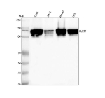 Western blot analysis of LUZP1 using anti-LUZP1 antibody. Lane 1: human SiHa whole cell lysates, Lane 2: human whole cell lysates, Lane 3: human Hacat whole cell lysates, Lane 4: human HEL whole cell lysates. After electrophoresis, proteins were transferred to a nitrocellulose membrane at 150 mA for 50-90 minutes. Blocked the membrane with 5% non-fat milk/TBS for 1.5 hour at RT. The membrane was incubated with rabbit anti-LUZP1 antibody at 0.25 ug/ml overnight at 4oC, then washed with TBS-0.1%Tween 3 times with 5 minutes each and probed with a goat anti-rabbit IgG-HRP secondary antibody at a dilution of 1:5000 for 1.5 hour at RT. The signal was developed using enhanced chemiluminescent. A specific band was detected for LUZP1 at approximately 120 kDa. The expected band size for LUZP1 is at 120 kDa.