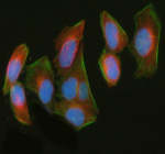 Immunofluorescent staining of LUZP1 using anti-LUZP1 antibody (green) and anti-Beta Tubulin antibody (red). LUZP1 was detected in immunocytochemical section of HELA cell. Enzyme antigen retrieval was performed using IHC enzyme antigen retrieval reagent for 15 mins. The cells were blocked with 10% goat serum. And then incubated with 5 ug/ml rabbit anti-LUZP1 antibody (green) and mouse anti-Beta Tubulin antibody (red) overnight at 4oC. DyLight 488 Conjugated Goat Anti-Rabbit IgG and DyLight 550 Conjugated Goat Anti-Mouse IgG were used as secondary antibody at 1:500 dilution and incubated for 30 minutes at 37oC. The section was counterstained with DAPI (blue). Visualize using a fluorescence microscope and filter sets appropriate for the label used.