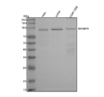 Western blot analysis of RANBP9 using anti-RANBP9 antibody. Lane 1: human Hela whole cell lysates, Lane 2: human Jurkat whole cell lysates, Lane 3: human CCRF-CEM whole cell lysates. After electrophoresis, proteins were transferred to a nitrocellulose membrane at 150 mA for 50-90 minutes. Blocked the membrane with 5% non-fat milk/TBS for 1.5 hour at RT. The membrane was incubated with rabbit anti-RANBP9 antibody at 0.5 ug/ml overnight at 4oC, then washed with TBS-0.1%Tween 3 times with 5 minutes each and probed with a goat anti-rabbit IgG-HRP secondary antibody at a dilution of 1:5000 for 1.5 hour at RT. The signal was developed using enhanced chemiluminescent. The expected band size for RANBP9 is at 78 kDa but is commonly observed at 90-95 kDa due to phosphorylation and acidic sequence composition.