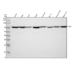 Western blot analysis of FUBP1 using anti-FUBP1 antibody. Electrophoresis was performed on a 10% SDS-PAGE gel at 80V (Stacking gel) / 120V (Resolving gel) for 2 hours. Lane 1: human Jurkat whole cell lysates, Lane 2: human Hela whole cell lysates, Lane 3: human whole cell lysates, Lane 4: human K562 whole cell lysates, Lane 5: rat brain tissue lysates, Lane 6: rat PC-12 whole cell lysates, Lane 7: mouse brain tissue lysates, Lane 8: mouse Neuro-2a whole cell lysates. After electrophoresis, proteins were transferred to a nitrocellulose membrane at 150 mA for 50-90 minutes. Blocked the membrane with 5% non-fat milk/TBS for 1.5 hour at RT. The membrane was incubated with rabbit anti-FUBP1 antibody at 0.5 ug/ml overnight at 4oC, then washed with TBS-0.1%Tween 3 times with 5 minutes each and probed with a goat anti-rabbit IgG-HRP secondary antibody at a dilution of 1:5000 for 1.5 hour at RT. The signal was developed using an ECL Plus Western Blotting Substrate. The expected band size for FUBP1 is at 67 kDa.