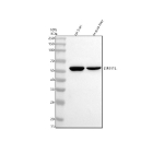 Western blot analysis of LMBR1L using anti-LMBR1L antibody. Electrophoresis was performed on a 10% SDS-PAGE gel at 80V (Stacking gel) / 120V (Resolving gel) for 2 hours. Lane 1: rat liver tissue lysates, Lane 2: mouse liver tissue lysates. After electrophoresis, proteins were transferred to a nitrocellulose membrane at 150 mA for 50-90 minutes. Blocked the membrane with 5% non-fat milk/TBS for 1.5 hour at RT. The membrane was incubated with rabbit anti-LMBR1L antibody at 0.5 ug/ml overnight at 4oC, then washed with TBS-0.1%Tween 3 times with 5 minutes each and probed with a goat anti-rabbit IgG-HRP secondary antibody at a dilution of 1:5000 for 1.5 hour at RT. The signal was developed using an ECL Plus Western Blotting Substrate. A specific band was detected for LMBR1L at approximately 57 kDa. The expected band size for LMBR1L is at 57 kDa.