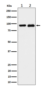 Western blot analysis of CSDE1 expression in (1) K562 cell lysate; (2) PC-12 cell lysate using CSDE1 antibody.
