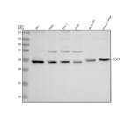 Western blot analysis of TUSC1 using anti-TUSC1 antibody. Electrophoresis was performed on a 12% SDS-PAGE gel at 80V (Stacking gel) / 120V (Resolving gel) for 2 hours. Lane 1: human HEL whole cell lysates, Lane 2: human Hela whole cell lysates, Lane 3: human THP-1 whole cell lysates, Lane 4: human U2OS whole cell lysates, Lane 5: rat testis tissue lysates, Lane 6: mouse testis tissue lysates. After electrophoresis, proteins were transferred to a nitrocellulose membrane at 150 mA for 50-90 minutes. Blocked the membrane with 5% non-fat milk/TBS for 1.5 hour at RT. The membrane was incubated with rabbit anti-TUSC1 antibody at 0.5 ug/ml overnight at 4oC, then washed with TBS-0.1%Tween 3 times with 5 minutes each and probed with a goat anti-rabbit IgG-HRP secondary antibody at a dilution of 1:5000 for 1.5 hour at RT. The signal was developed using an ECL Plus Western Blotting Substrate. The expected band size for TUSC1 is at 23 kDa.