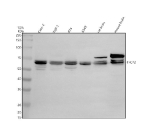 Western blot analysis of TFCP2 using anti-TFCP2 antibody. Electrophoresis was performed on a 10% SDS-PAGE gel at 80V (Stacking gel) / 120V (Resolving gel) for 2 hours. Lane 1: human Caco-2 whole cell lysates, Lane 2: human THP-1 whole cell lysates, Lane 3: human RT4 whole cell lysates, Lane 4: human whole cell lysates, Lane 5: rat brain tissue lysates, Lane 6: mouse brain tissue lysates. After electrophoresis, proteins were transferred to a nitrocellulose membrane at 150 mA for 50-90 minutes. Blocked the membrane with 5% non-fat milk/TBS for 1.5 hour at RT. The membrane was incubated with rabbit anti-TFCP2 antibody at 0.5 ug/ml overnight at 4oC, then washed with TBS-0.1%Tween 3 times with 5 minutes each and probed with a goat anti-rabbit IgG-HRP secondary antibody at a dilution of 1:5000 for 1.5 hour at RT. The signal was developed using an ECL Plus Western Blotting Substrate. The expected band size for TFCP2 is at 57 kDa. It is commonly observed at 57-65 kDa, possibly showing multiple bands reflecting different phosphorylation states. A slightly larger hyperphosphorylated form may be observed in rodent samples.