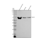 Western blot analysis of TBXAS1 using anti-TBXAS1 antibody. Electrophoresis was performed on a 10% SDS-PAGE gel at 80V (Stacking gel) / 120V (Resolving gel) for 2 hours. Lane 1: human placenta tissue lysates, Lane 2: rat lung tissue lysates, Lane 3: mouse lung tissue lysates. After electrophoresis, proteins were transferred to a nitrocellulose membrane at 150 mA for 50-90 minutes. Blocked the membrane with 5% non-fat milk/TBS for 1.5 hour at RT. The membrane was incubated with rabbit anti-TBXAS1 antibody at 0.5 ug/ml overnight at 4oC, then washed with TBS-0.1%Tween 3 times with 5 minutes each and probed with a goat anti-rabbit IgG-HRP secondary antibody at a dilution of 1:5000 for 1.5 hour at RT. The signal was developed using an ECL Plus Western Blotting Substrate. A specific band was detected for TBXAS1 at approximately 61 kDa. The expected band size for TBXAS1 is at 61 kDa.