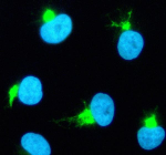 Immunofluorescent staining of TBXAS1 using anti-TBXAS1 antibody (green). TBXAS1 was detected in an immunocytochemical section of cells. Enzyme antigen retrieval was performed using IHC enzyme antigen retrieval reagent for 15 mins. The cells were blocked with 10% goat serum. And then incubated with 5 ug/ml rabbit anti-TBXAS1 antibody overnight at 4oC. DyLight 488 Conjugated Goat Anti-Rabbit IgG was used as secondary antibody at 1:500 dilution and incubated for 30 minutes at 37oC. The section was counterstained with DAPI nuclear stain (blue). Visualize using a fluorescence microscope and filter sets appropriate for the label used.