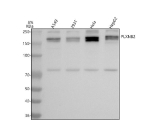 Western blot analysis of PLXNB2 using anti-PLXNB2 antibody. Lane 1: human whole cell lysates, Lane 2: human 293T whole cell lysates, Lane 3: human Hela whole cell lysates, Lane 4: human HepG2 whole cell lysates. After electrophoresis, proteins were transferred to a nitrocellulose membrane at 150 mA for 50-90 minutes. Blocked the membrane with 5% non-fat milk/TBS for 1.5 hour at RT. The membrane was incubated with rabbit anti-PLXNB2 antibody at 0.5 ug/ml overnight at 4oC, then washed with TBS-0.1%Tween 3 times with 5 minutes each and probed with a goat anti-rabbit IgG-HRP secondary antibody at a dilution of 1:5000 for 1.5 hour at RT. The signal was developed using enhanced chemiluminescent. A specific band was detected for PLXNB2 at approximately 205 kDa. The expected band size for PLXNB2 is at 205 kDa.