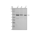 Western blot analysis of PAK4 using anti-PAK4 antibody. Electrophoresis was performed on a 10% SDS-PAGE gel at 80V (Stacking gel) / 120V (Resolving gel) for 2 hours. Lane 1: human MCF-7 whole cell lysates, Lane 2: human whole cell lysates, Lane 3: human Caco-2 whole cell lysates. After electrophoresis, proteins were transferred to a nitrocellulose membrane at 150 mA for 50-90 minutes. Blocked the membrane with 5% non-fat milk/TBS for 1.5 hour at RT. The membrane was incubated with rabbit anti-PAK4 antibody at 0.5 ug/ml overnight at 4oC, then washed with TBS-0.1%Tween 3 times with 5 minutes each and probed with a goat anti-rabbit IgG-HRP secondary antibody at a dilution of 1:5000 for 1.5 hour at RT. The signal was developed using an ECL Plus Western Blotting Substrate. A specific band was detected for PAK4 at approximately 64 kDa. The expected band size for PAK4 is at 64 kDa.