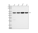 Western blot analysis of TOM1 using anti-TOM1 antibody. Lane 1: human Hela whole cell lysates, Lane 2: human K562 whole cell lysates, Lane 3: human HepG2 whole cell lysates, Lane 4: human 293T whole cell lysates. After electrophoresis, proteins were transferred to a nitrocellulose membrane at 150 mA for 50-90 minutes. Blocked the membrane with 5% non-fat milk/TBS for 1.5 hour at RT. The membrane was incubated with rabbit anti-TOM1 antibody at 0.5 ug/ml overnight at 4oC, then washed with TBS-0.1%Tween 3 times with 5 minutes each and probed with a goat anti-rabbit IgG-HRP secondary antibody at a dilution of 1:5000 for 1.5 hour at RT. The signal was developed using enhanced chemiluminescent. A specific band was detected for TOM1 at approximately 54 kDa. The expected band size for TOM1 is at 54 kDa.