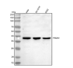 Western blot analysis of TFB2M using anti-TFB2M antibody. Lane 1: human Hela whole cell lysates, Lane 2: human SH-SY5Y whole cell lysates, Lane 3: human K562 whole cell lysates. After electrophoresis, proteins were transferred to a nitrocellulose membrane at 150 mA for 50-90 minutes. Blocked the membrane with 5% non-fat milk/TBS for 1.5 hour at RT. The membrane was incubated with rabbit anti-TFB2M antibody at 0.5 ug/ml overnight at 4oC, then washed with TBS-0.1%Tween 3 times with 5 minutes each and probed with a goat anti-rabbit IgG-HRP secondary antibody at a dilution of 1:5000 for 1.5 hour at RT. The signal was developed using enhanced chemiluminescent. A specific band was detected for TFB2M at approximately 38 kDa. The expected band size for TFB2M is at 45 kDa. The protein is processed to a mature form of 38-40 kDa.