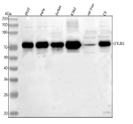 Western blot analysis of OTUD5 using anti-OTUD5 antibody. Lane 1: human 293T whole cell lysates, Lane 2: human Hela whole cell lysates, Lane 3: human Jurkat whole cell lysates, Lane 4: human K562 whole cell lysates, Lane 5: rat liver tissue lysates, Lane 6: rat C6 whole cell lysates. After electrophoresis, proteins were transferred to a nitrocellulose membrane at 150 mA for 50-90 minutes. Blocked the membrane with 5% non-fat milk/TBS for 1.5 hour at RT. The membrane was incubated with rabbit anti-OTUD5 antibody at 0.5 ug/ml overnight at 4oC, then washed with TBS-0.1%Tween 3 times with 5 minutes each and probed with a goat anti-rabbit IgG-HRP secondary antibody at a dilution of 1:5000 for 1.5 hour at RT. The signal was developed using enhanced chemiluminescent. The predicted band size for OTUD5 is at 61 kDa. Phosphorylation causes the protein to migrate more slowly in SDS-PAGE and it is commonly observed at 70-80 kDa.