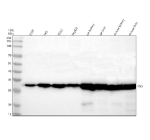 Western blot analysis of ESD using anti-ESD antibody. Electrophoresis was performed on a 10% SDS-PAGE gel at 80V (Stacking gel) / 120V (Resolving gel) for 2 hours. Lane 1: human 293T whole cell lysates, Lane 2: human HEL whole cell lysates, Lane 3: human K562 whole cell lysates, Lane 4: human HepG2 whole cell lysates, Lane 5: rat kidney tissue lysates, Lane 6: rat liver tissue lysates, Lane 7: mouse kidney tissue lysates, Lane 8: mouse liver tissue lysates. After electrophoresis, proteins were transferred to a nitrocellulose membrane at 150 mA for 50-90 minutes. Blocked the membrane with 5% non-fat milk/TBS for 1.5 hour at RT. The membrane was incubated with rabbit anti-ESD antibody at 0.5 ug/ml overnight at 4oC, then washed with TBS-0.1%Tween 3 times with 5 minutes each and probed with a goat anti-rabbit IgG-HRP secondary antibody at a dilution of 1:5000 for 1.5 hour at RT. The signal was developed using an ECL Plus Western Blotting Substrate. A specific band was detected for ESD at approximately 31 kDa. The expected band size for ESD is at 31 kDa.