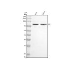 Western blot analysis of PIF1 using anti-PIF1 antibody. Electrophoresis was performed on a 10% SDS-PAGE gel at 80V (Stacking gel) / 120V (Resolving gel) for 2 hours. Lane 1: human Hela whole cell lysates, Lane 2: human Jurkat whole cell lysates. After electrophoresis, proteins were transferred to a nitrocellulose membrane at 150 mA for 50-90 minutes. Blocked the membrane with 5% non-fat milk/TBS for 1.5 hour at RT. The membrane was incubated with rabbit anti-PIF1 antibody at 0.5 ug/ml overnight at 4oC, then washed with TBS-0.1%Tween 3 times with 5 minutes each and probed with a goat anti-rabbit IgG-HRP secondary antibody at a dilution of 1:5000 for 1.5 hour at RT. The signal was developed using an ECL Plus Western Blotting Substrate. A specific band was detected for PIF1 at approximately 77 kDa. The expected band size for PIF1 is at 77 kDa.